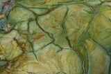 Gary Green Jasper (Larsonite) Bog Wood Slab - Oregon #371003-1